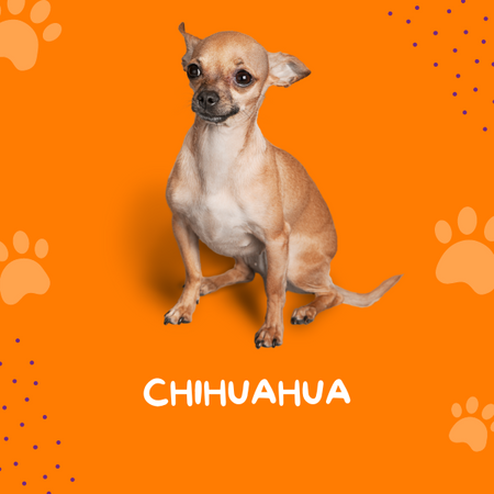 Chihuahua