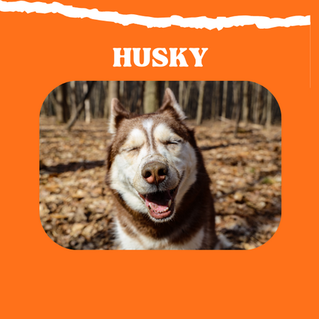 Husky