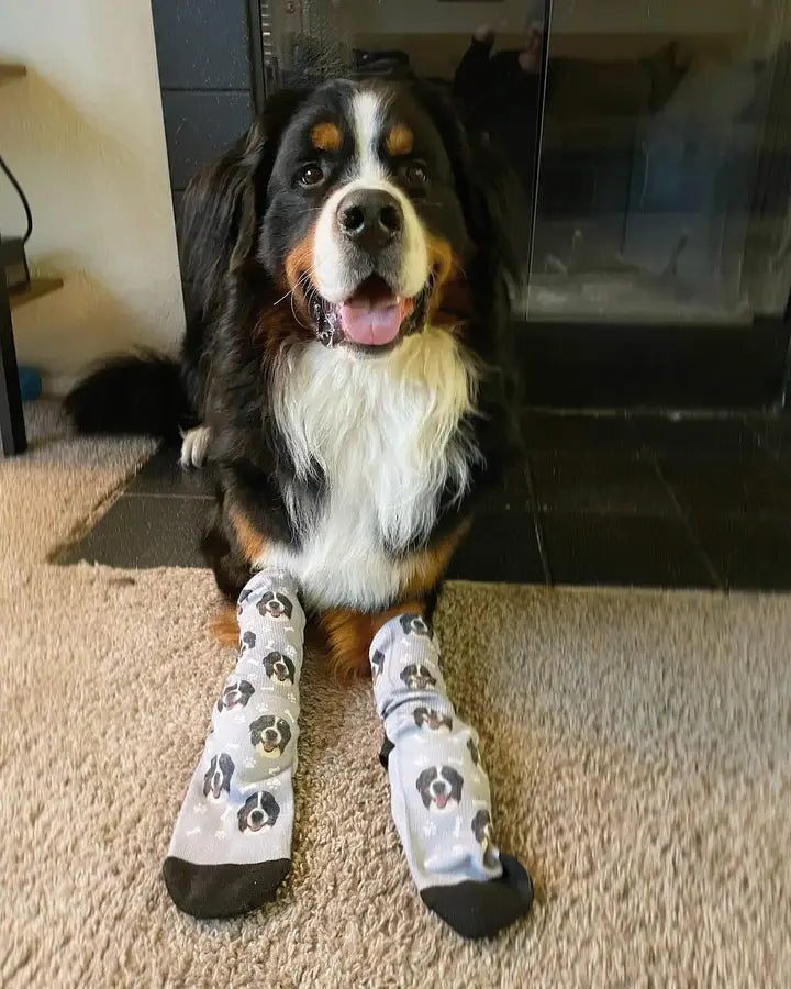 Custom Dog Socks