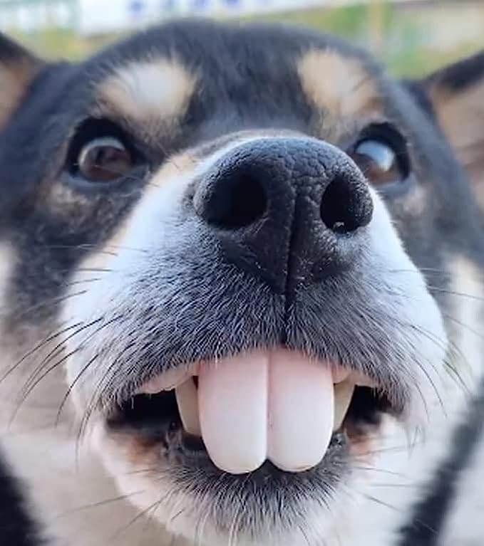 Funny Dog Teeths