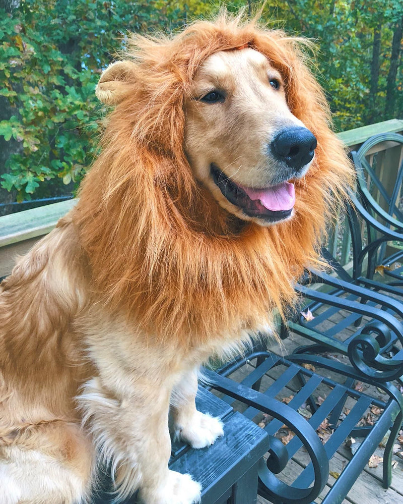 Lion Dog Costume