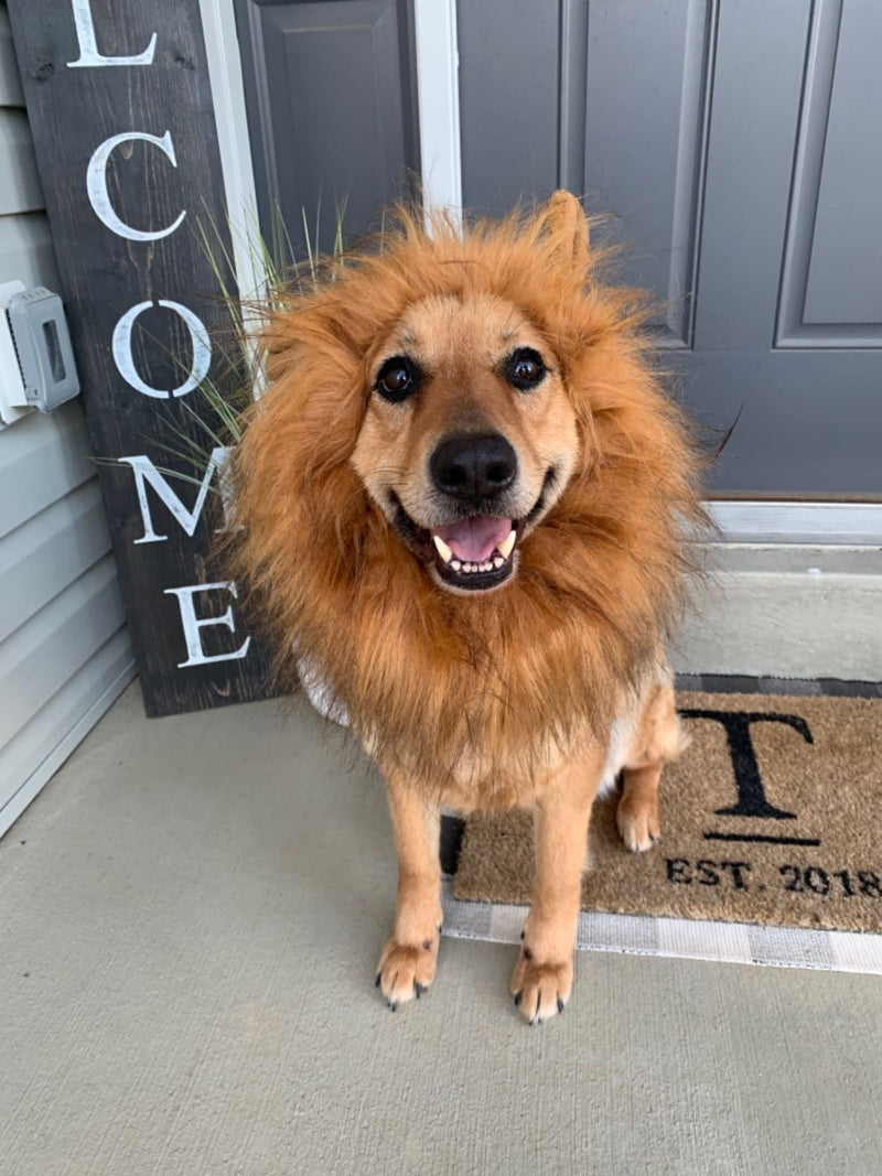 Lion Dog Costume