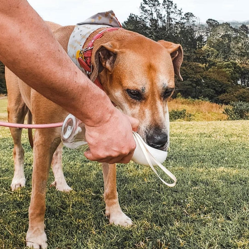 Pet Water Bottle