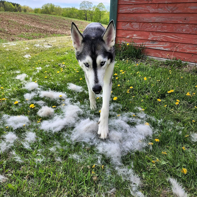 Deshedding Brush