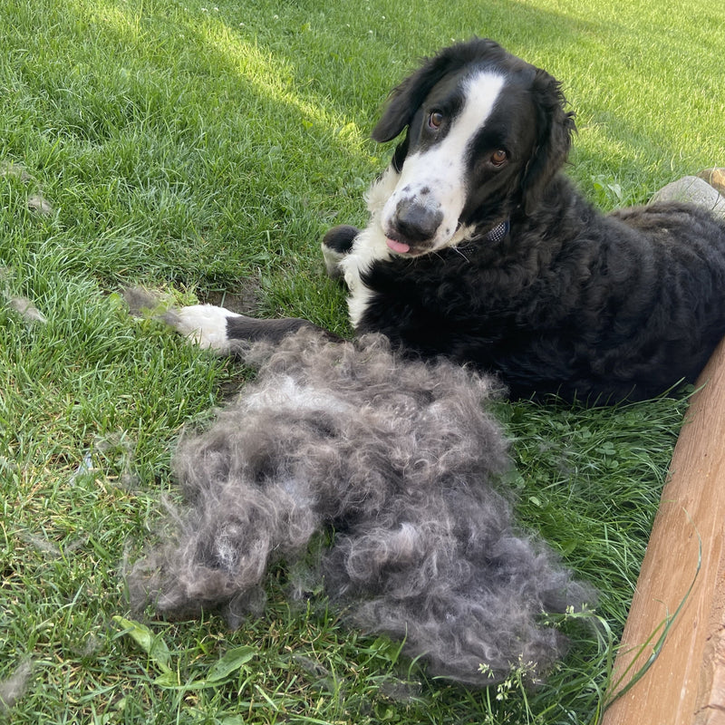 Deshedding Brush