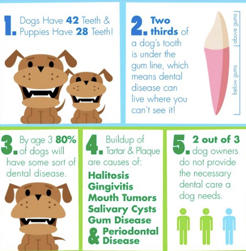 Dog Toothbrush - Most Effective