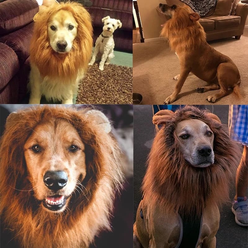 Lion Dog Costume