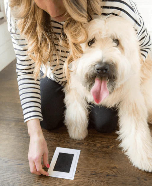 Paw Print Stamp Pad